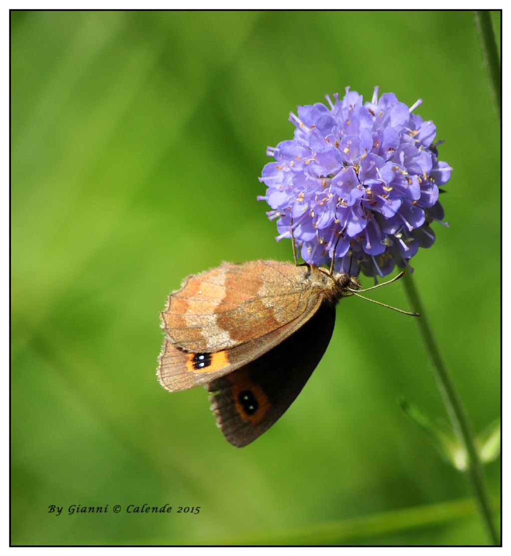 Erebia euryale? No, Erebia aethiops femmina